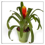 POT PLANTS